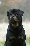 ROTTWEILER 410